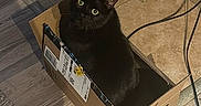 Marlow is registered to the contest to win money with this photo: black_cat, cat, cardboard_box, indoor, wooden_floor, shadow, curious, pet, feline, home, cozy, flooring, animal, whiskers, ears, domestic_cat, looking_up, box, floor, tile