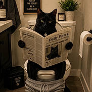 Marlow is registered to the contest to win money with this photo: cat, black_cat, toilet, bathroom, newspaper, sweatpants, plant, towel, bathroom_rug, toilet_paper, sink, cabinet, funny, humor, pet, indoor, reading, sign, decor, animal