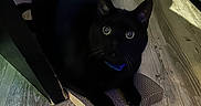Marlow joined the competition — help win amazing prizes! animal, black_cat, cardboard_scratch_pad, cat, collar, cozy, curious, domestic_cat, ears, feline, floor, furniture, home, indoor, pet, purple_cushion, relaxed, whiskers, wide_eyes, wood_floor