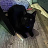 black_cat, cat, pet, indoor, floor, wood_floor, cardboard_scratch_pad, purple_cushion, curious, wide_eyes, feline, animal, domestic_cat, collar, ears, whiskers, relaxed, cozy, home, furniture
