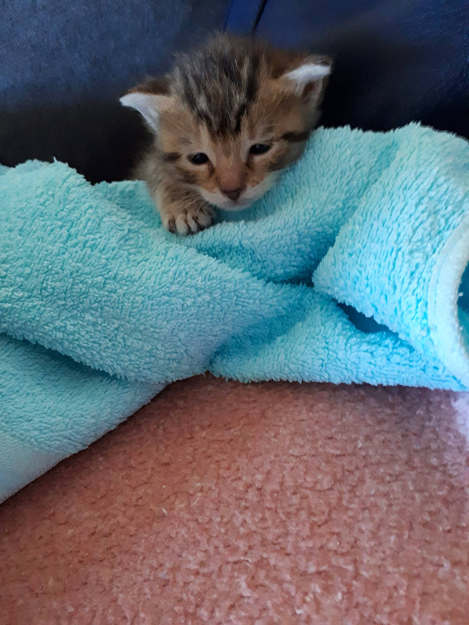 Kitty a rejoint le concours — aidez-le/la à gagner de superbes lots ! carnivoran, cat, cat_like_mammal, domestic_short_haired_cat, european_shorthair, fauna, fur, kitten, mammal, person, small_to_medium_sized_cats, snout, whiskers