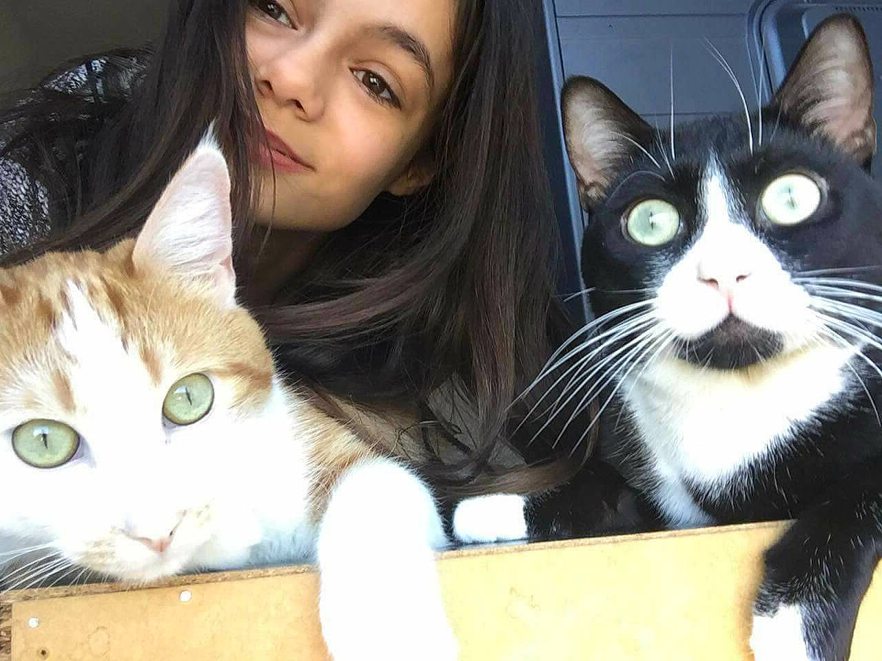 Leo Et Billy participe au concours pour gagner de l'argent avec cette photo : cat, cat_like_mammal, domestic_short_haired_cat, ear, european_shorthair, fur, kitten, paw, person, small_to_medium_sized_cats, snout, whiskers