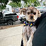 dog, bow_tie, pet, outdoor, sidewalk, car, truck, tree, leaf, house, curious, small_dog, cute, fur, animal, person_holding, daylight, street, urban, portrait