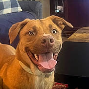 Frankie is registered to the contest to win money with this photo: animal, brown_fur, canine, carpet, closeup, collar, couch, dog, domestic, ears, friendly, furniture, happy, indoor, living_room, pet, pillow, smiling, table, tongue_out