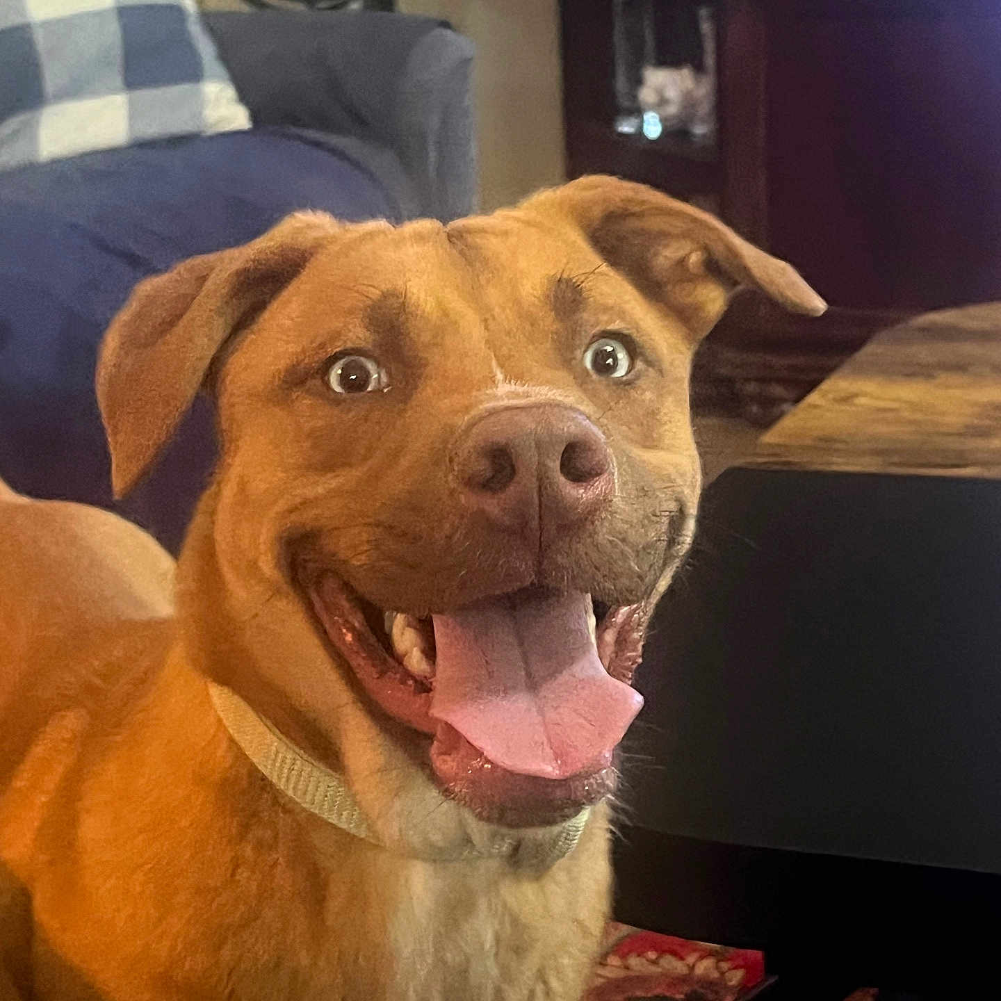 Frankie