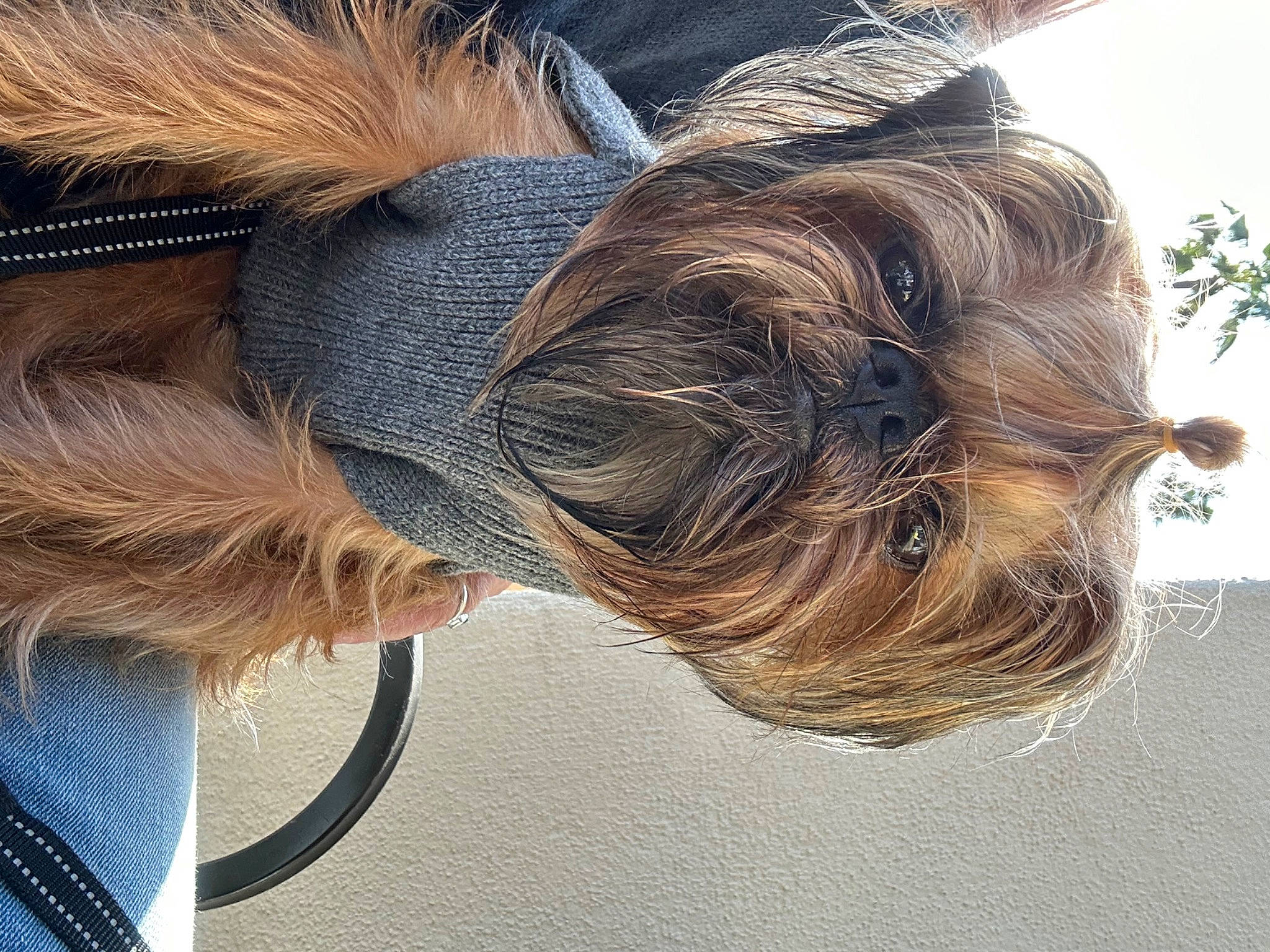 Sir Oliver Of Brussels joined the competition — help win amazing prizes! blond, braid, bun, companion_dog, dog, dog_breed, electric_blue, eyewear, fashion_accessory, fawn, fur, grey, hair, hair_care, liver, long_hair, sporting_group, sunglasses, working_animal, wrinkle