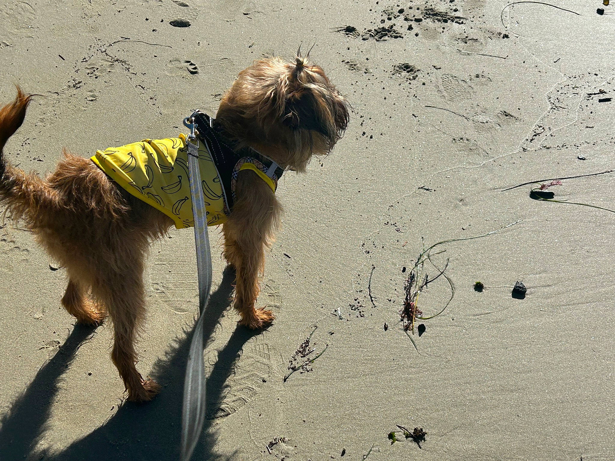 Sir Oliver Of Brussels is registered to the contest to win money with this photo: canidae, carnivore, collar, companion_dog, dog, dog_breed, dog_clothes, dog_collar, dog_supply, fashion_accessory, fawn, leash, pet_supply, shadow, small_terrier, sporting_group, tail, terrier, toy_dog, working_animal