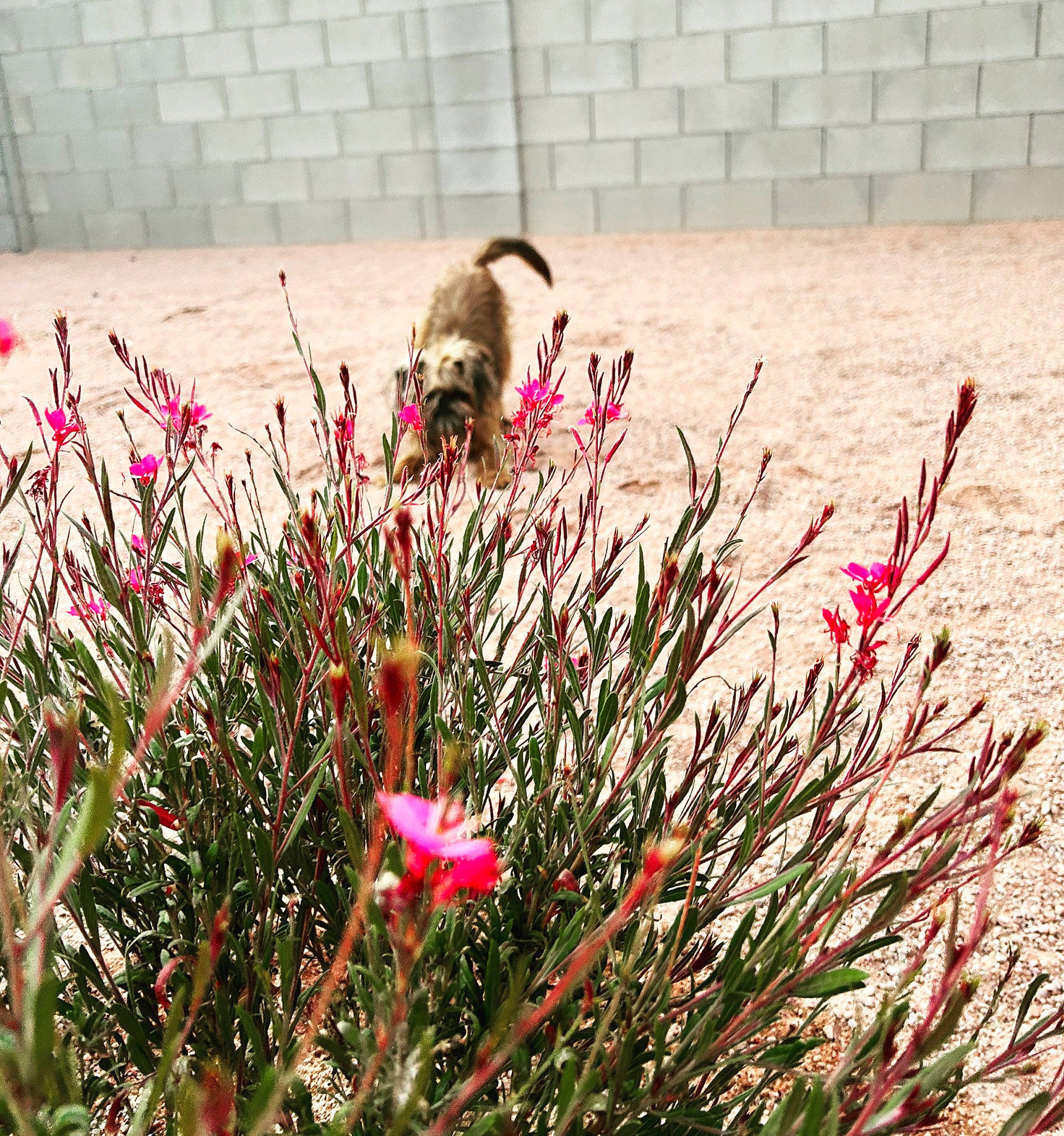 Sir Oliver Of Brussels is registered to the contest to win money with this photo: annual_plant, carmine, coquelicot, flower, flowering_plant, grass, grass_family, herbaceous_plant, landscape, magenta, petal, pink_family, plant, plant_stem, prairie, shrub, tints_and_shades, wildflower, window