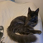 Anakin participe au concours pour gagner de l'argent avec cette photo : cat, gray_cat, feline, pet, indoor, resting, fur, whiskers, tail, ears, eyes, curious, relaxed, sheet, fabric, sketch, animal, mammal, domestic, cute