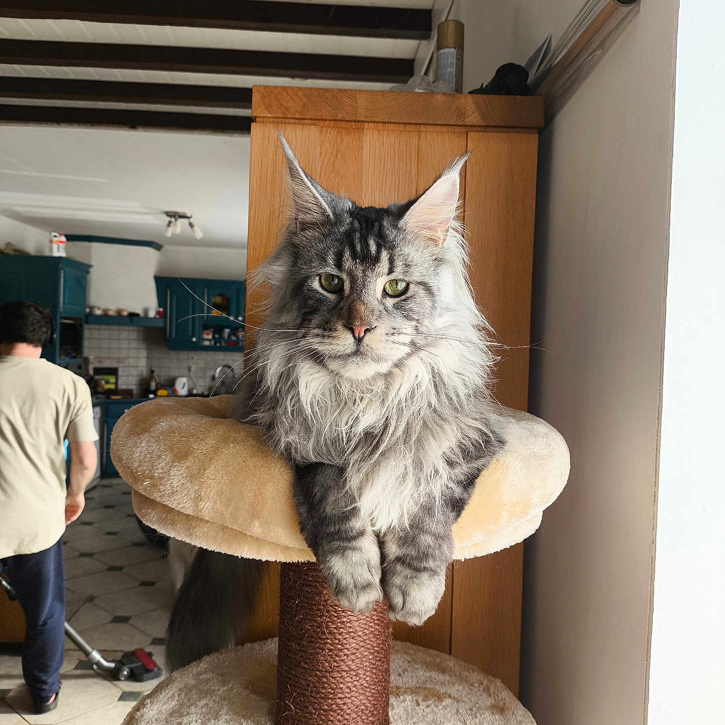 Winner De La Rêverie participe au concours pour gagner de l'argent avec cette photo : cabinet, cat, cat_tree, curious, fluffy, furniture, green_eyes, home, indoor, kitchen, maine_coon, paws, person, pet, portrait, sitting, tile_floor, vacuum_cleaner, whiskers, wooden_beams