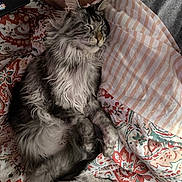 Winner De La Rêverie participe au concours pour gagner de l'argent avec cette photo : cat, sleeping_cat, pet, long_hair, gray_fur, whiskers, paw, bed, blanket, pillow, patterned_bedding, striped_pillow, cozy, indoor, human_arm, laptop_corner, curled, relaxed, close_up, portrait