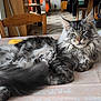 cat, maine_coon, long_hair, furry, table, chair, indoor, pet, relaxed, sleepy, whiskers, paw, ear, portrait, domestic, tablecloth, cup, furniture, living_room, cozy