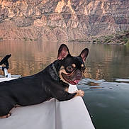 Daisy is registered to the contest to win money with this photo: dog, french_bulldog, lake, boat, water, mountains, outdoor, nature, relaxing, pet, animal, sunlight, rocky_cliffs, calm, scenic, daytime, tongue_out, side_view, canine, leisure