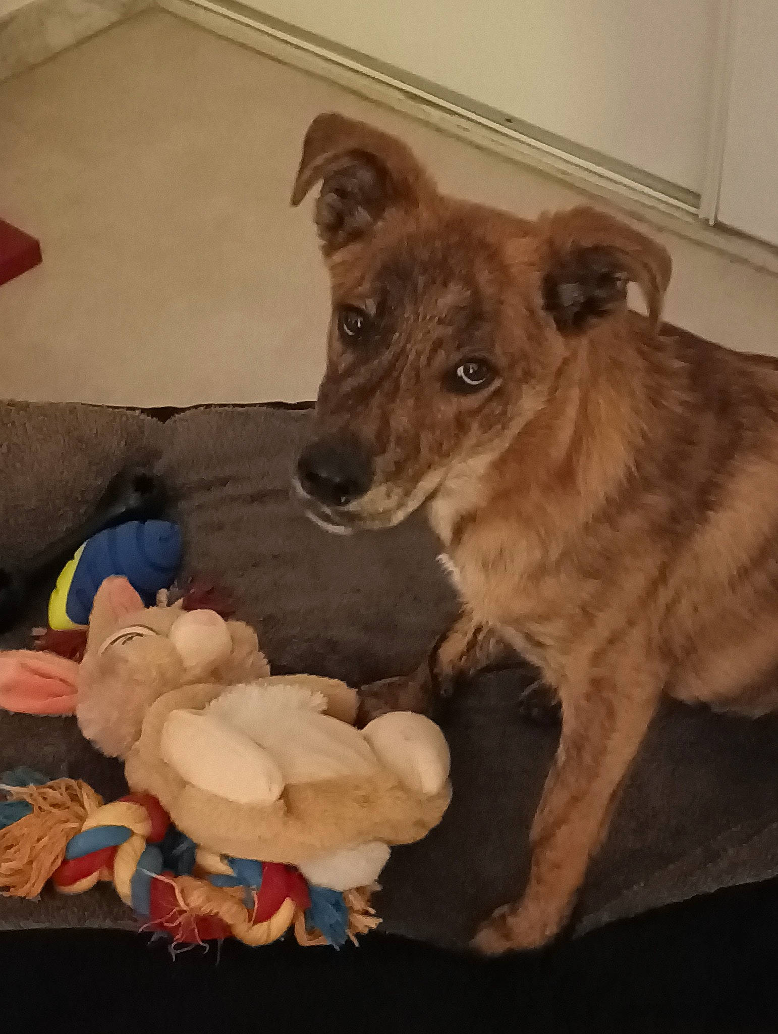 Uno a rejoint le concours — aidez-le/la à gagner de superbes lots ! canidae, carnivore, chair, companion_dog, dog, dog_breed, dog_supply, dog_toy, fawn, flooring, fur, liver, mammal, sporting_group, stuffed_toy, table, teddy_bear, toy, wood, working_animal