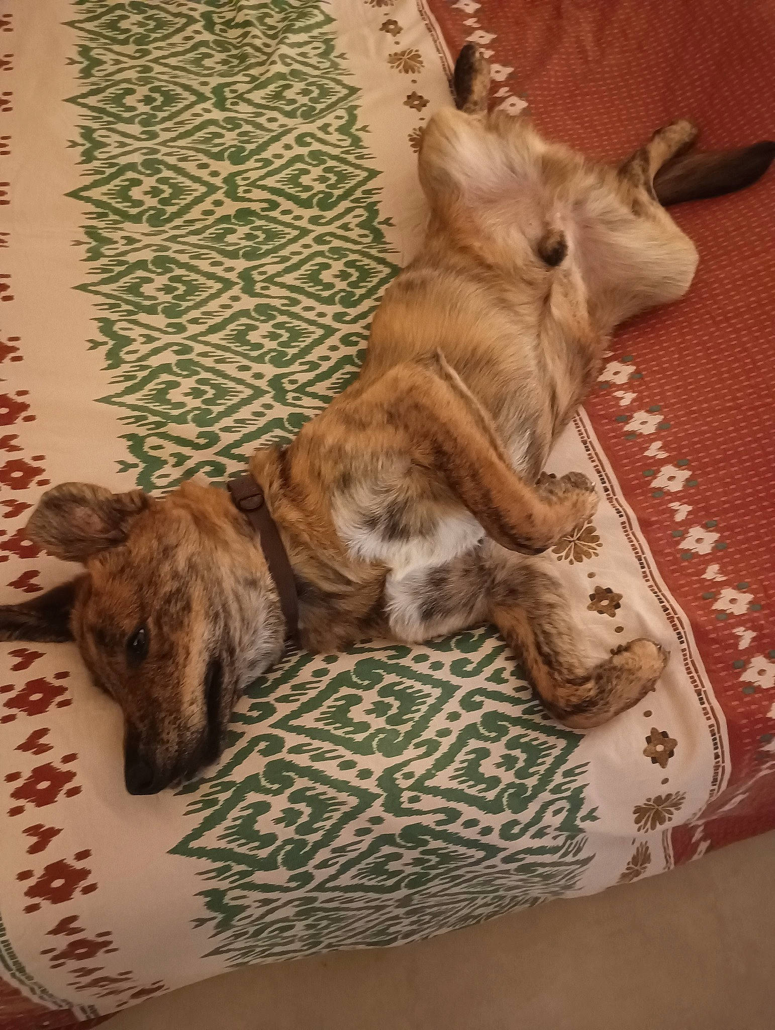 Uno participe au concours pour gagner de l'argent avec cette photo : art, canidae, companion_dog, dog_breed, fawn, felidae, flooring, fur, goats, horn, linens, liver, livestock, rug, tableware, tail, terrestrial_animal, wildlife, wood, working_animal