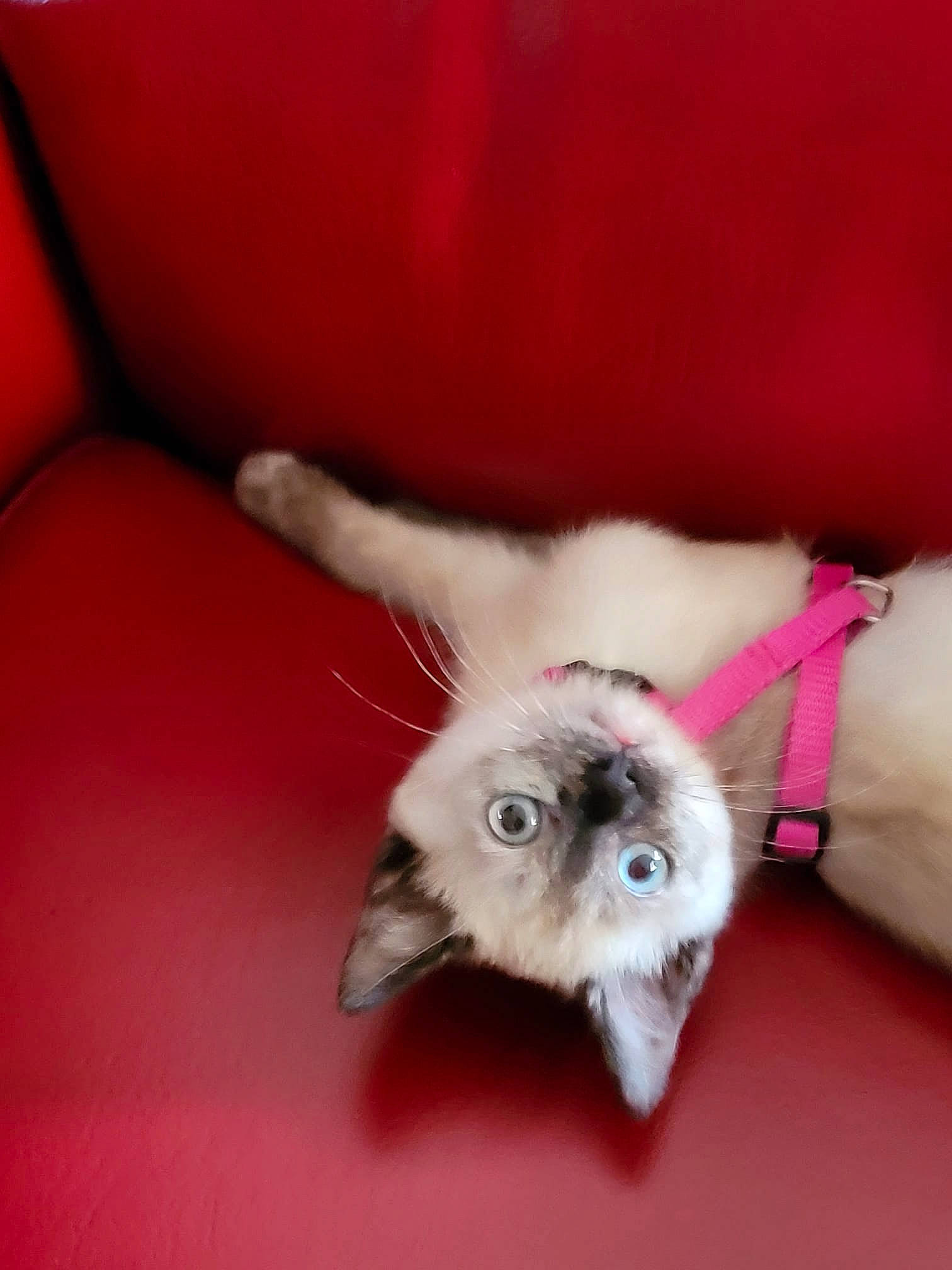 Ulya a rejoint le concours — aidez-le/la à gagner de superbes lots ! balinese, carnivore, cat, cat_toy, claw, comfort, couch, domestic_short_haired_cat, felidae, foot, fur, paw, photo_caption, siamese, small_to_medium_sized_cats, snout, tail, thai, whiskers