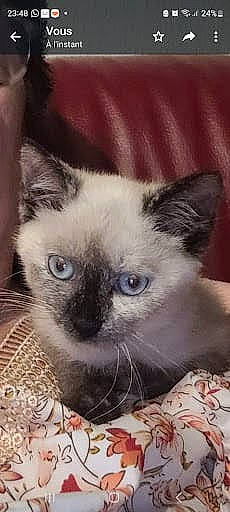 Ulya a rejoint le concours — aidez-le/la à gagner de superbes lots ! birman, carnivore, cat, fawn, felidae, fur, head, siamese, small_to_medium_sized_cats, snout, terrestrial_animal, whiskers