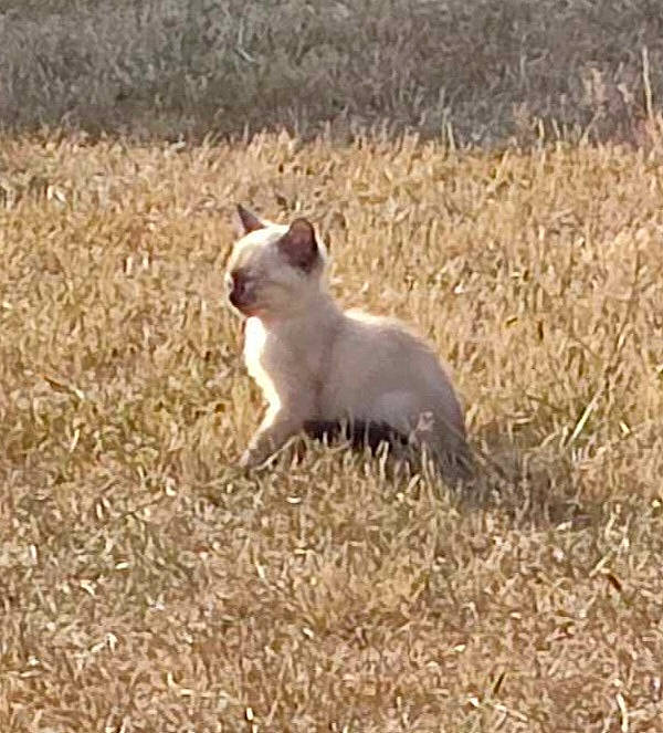 Ulya a rejoint le concours — aidez-le/la à gagner de superbes lots ! canidae, carnivore, cat, companion_dog, dog_breed, fawn, felidae, field, fur, grass, grassland, mammal, prairie, small_to_medium_sized_cats, soil, sporting_group, tail, terrestrial_animal, vertebrate, whiskers