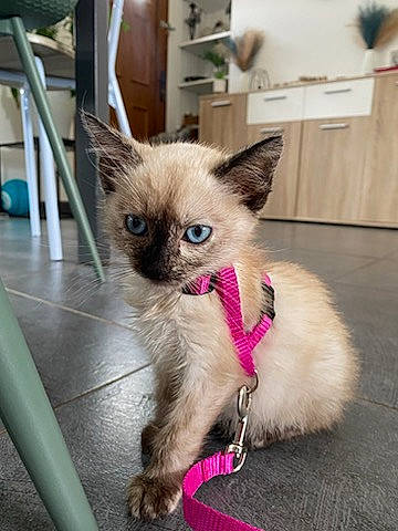 Ulya a rejoint le concours — aidez-le/la à gagner de superbes lots ! balinese, birman, carnivore, cat, claw, collar, fashion_accessory, fawn, felidae, flooring, fur, paw, pet_supply, siamese, small_to_medium_sized_cats, snout, tail, thai, tonkinese, whiskers
