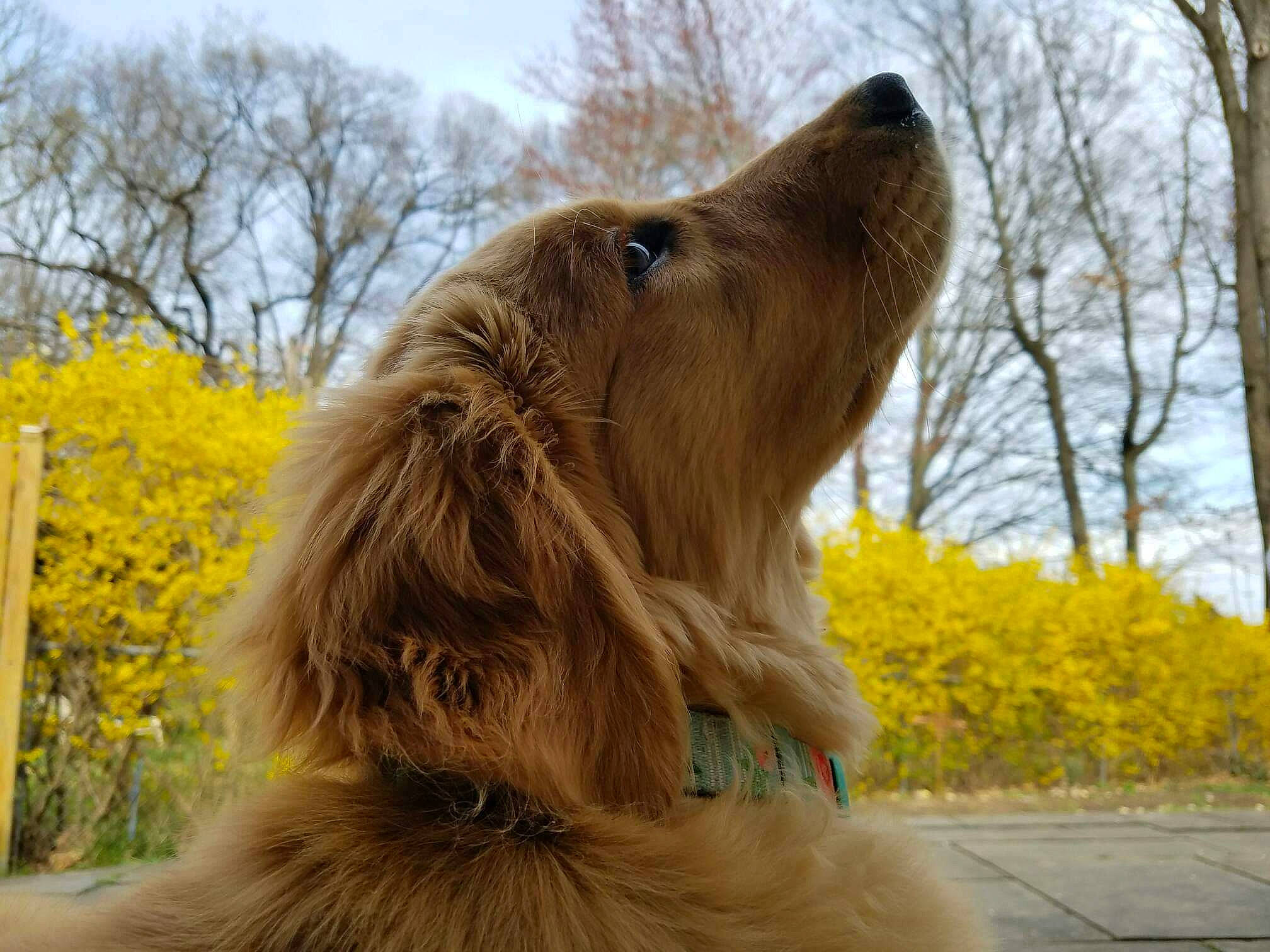 Ruby is registered to the contest to win money with this photo: canidae, carnivore, companion_dog, dog, dog_breed, fur, golden_retriever, hovawart, irish_setter, mammal, nova_scotia_duck_tolling_retriever, retriever, snout, sporting_group, vertebrate