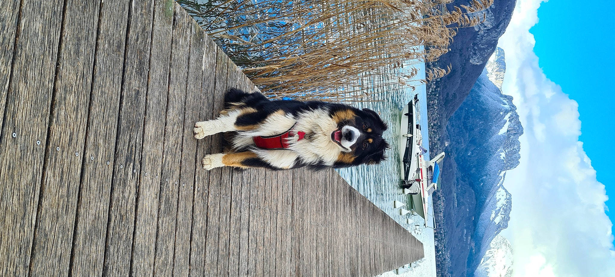 Tod a rejoint le concours — aidez-le/la à gagner de superbes lots ! adventure, blue, carnivore, dog, dog_breed, dog_supply, freezing, fur, hardwood, plant, recreation, sky, slope, snow, tree, water, winter, wood