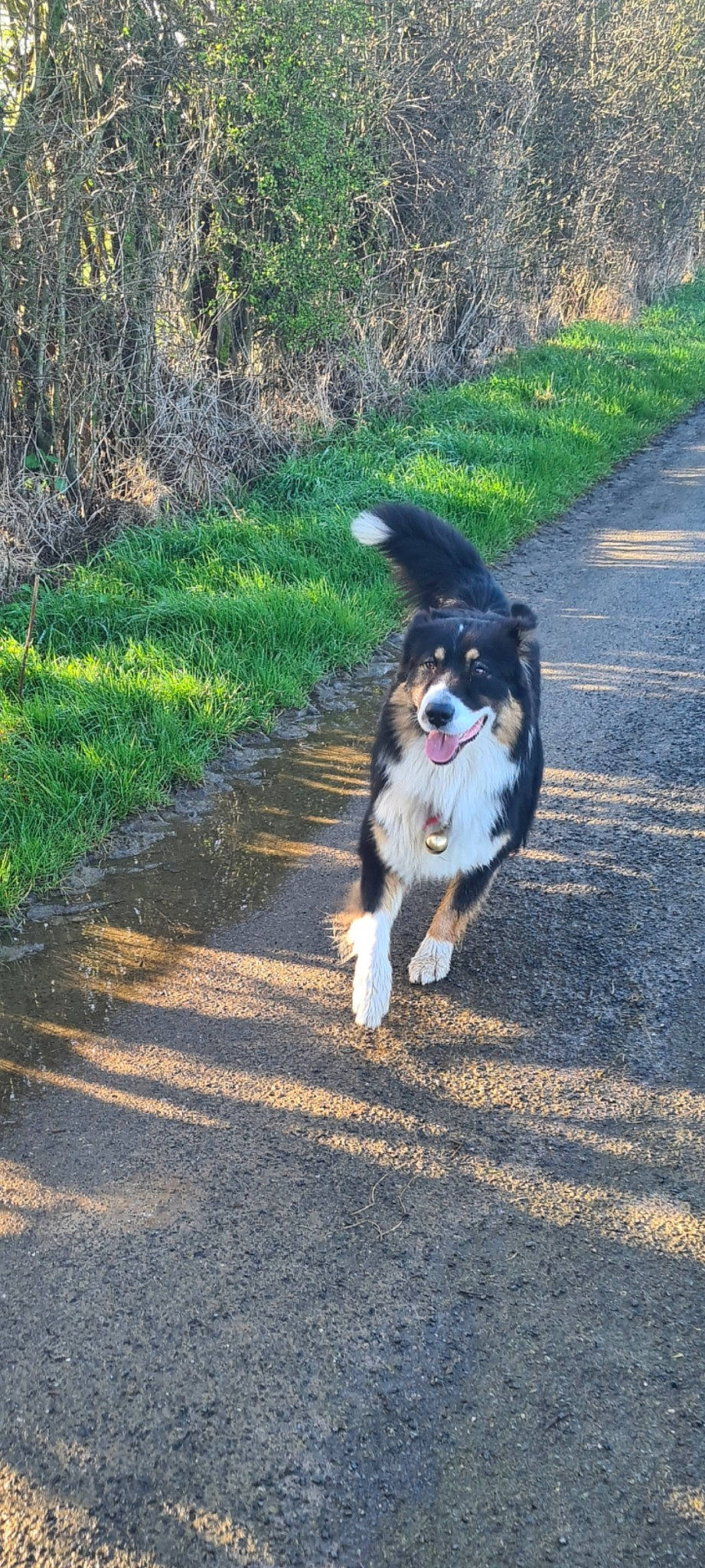 Tod participe au concours pour gagner de l'argent avec cette photo : asphalt, canidae, carnivore, companion_dog, dog, dog_breed, electric_blue, grass, gun_dog, plant, recreation, road, road_surface, shadow, snout, soil, sporting_group, tail, tree, working_dog
