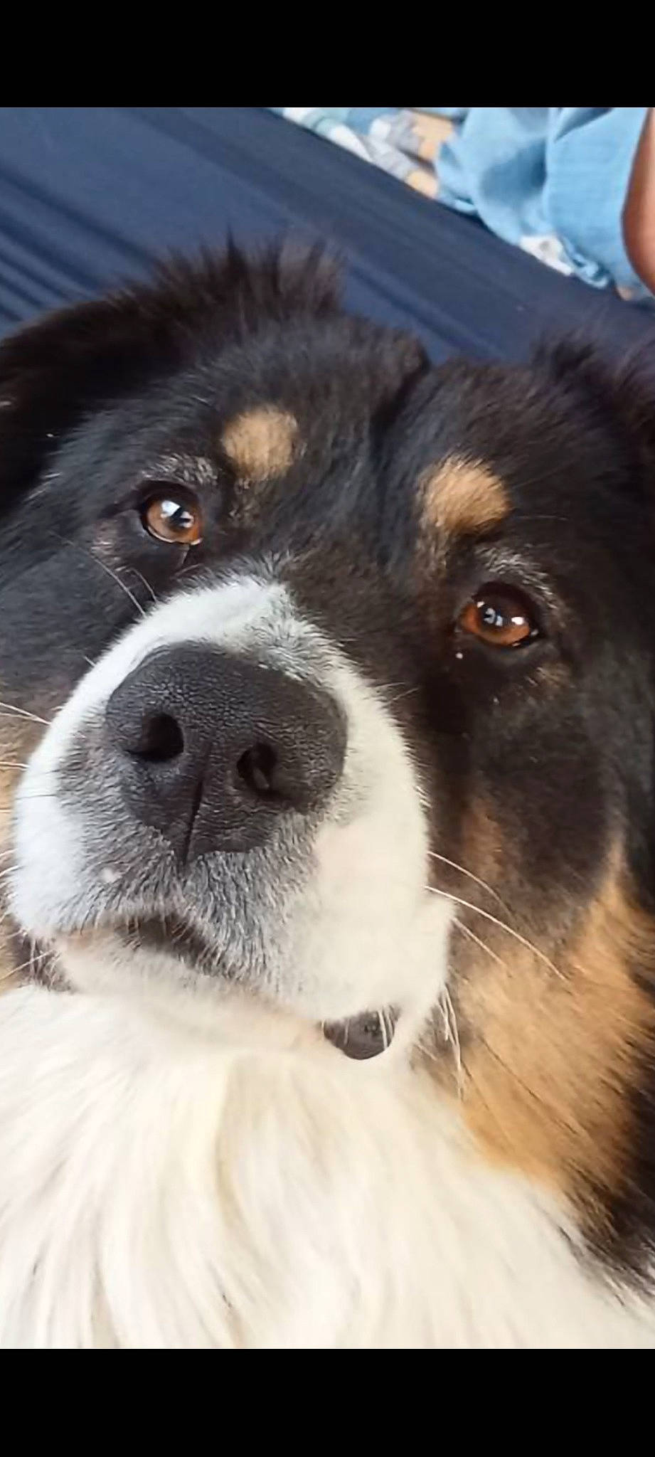 Tod a rejoint le concours — aidez-le/la à gagner de superbes lots ! ancient_dog_breeds, australian_shepherd, bernese_mountain_dog, carnivore, companion_dog, dog, dog_breed, eye, fur, giant_dog_breed, guard_dog, herding_dog, moscow_watchdog, snout, sporting_group, st_bernard, terrestrial_animal, whiskers, working_animal, working_dog