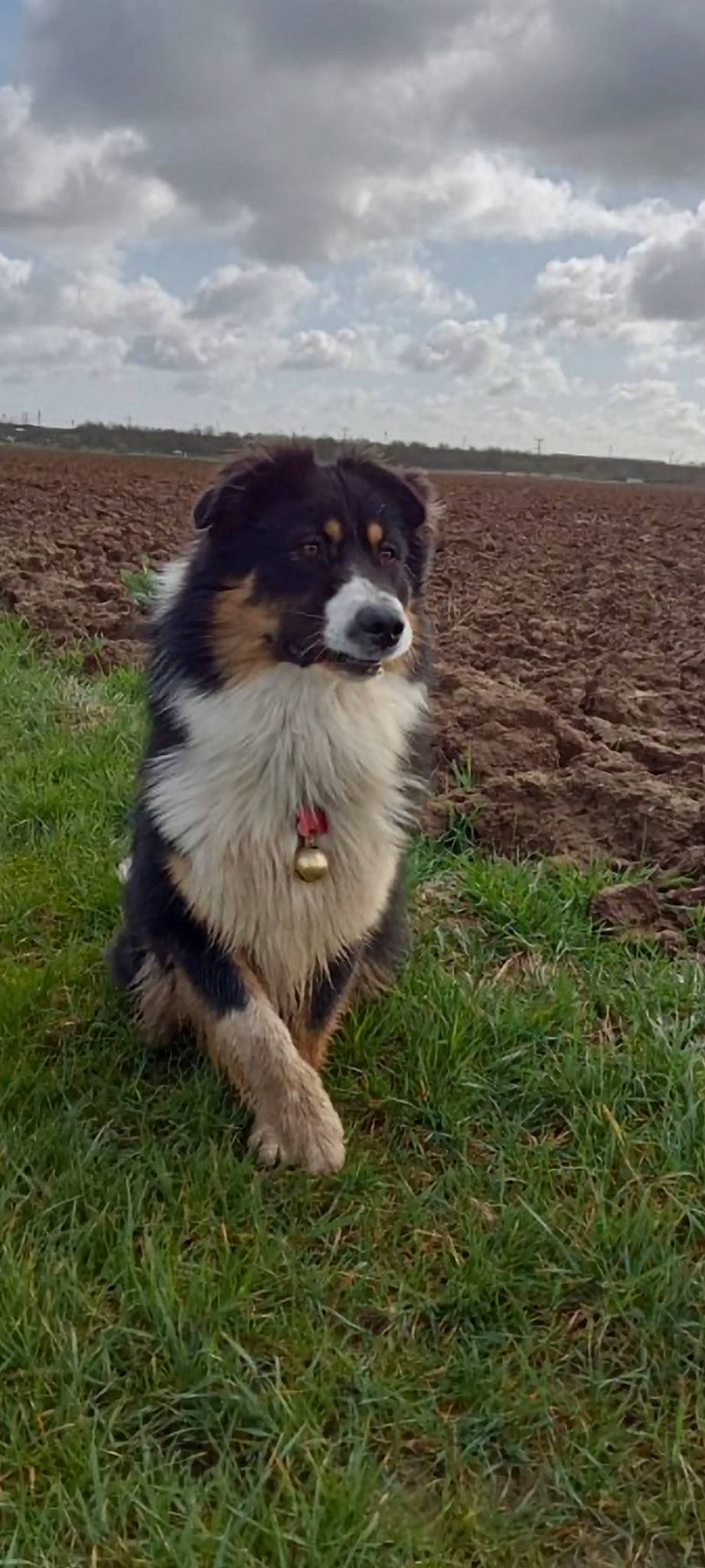Tod a rejoint le concours — aidez-le/la à gagner de superbes lots ! australian_shepherd, border_collie, carnivore, carpathian_shepherd_dog, cloud, companion_dog, dog, dog_breed, grass, grassland, gun_dog, herding_dog, landscape, pyrenean_mastiff, sky, soil, sporting_group, working_animal, working_dog