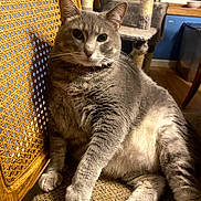 Zaiya Marie is registered to the contest to win money with this photo: cat, gray_tabby, indoor, furniture, woven_chair, cat_tree, relaxed, pet, animal, whiskers, paw, fur, home, cozy, looking_at_camera, floor, window, wooden, sitting, cute