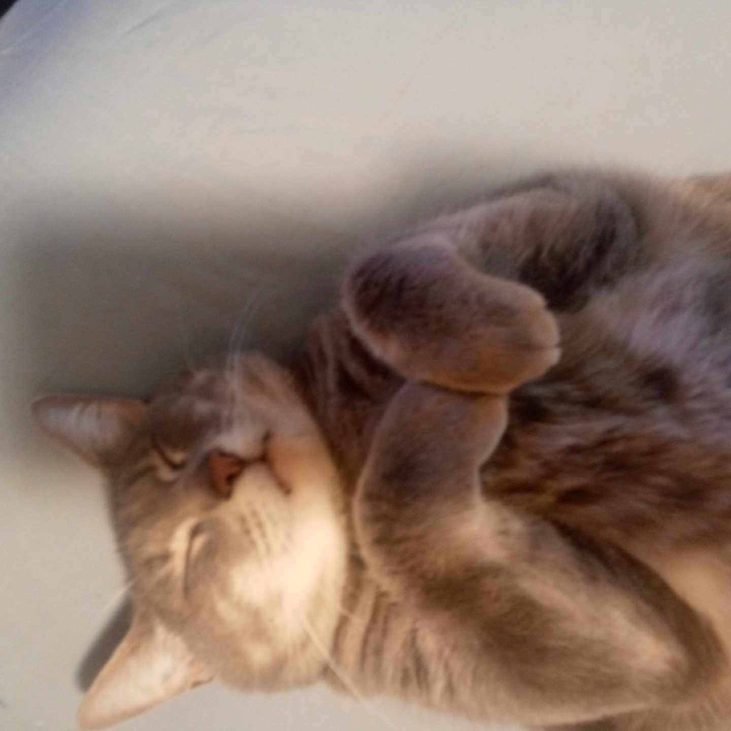 Zaiya Marie is registered to the contest to win money with this photo: cat, sleeping, fur, cute, pet, animal, whiskers, relaxed, indoor, cozy, paws, tabby, closeup, mammal, resting, feline, domestic, soft, bed, nap