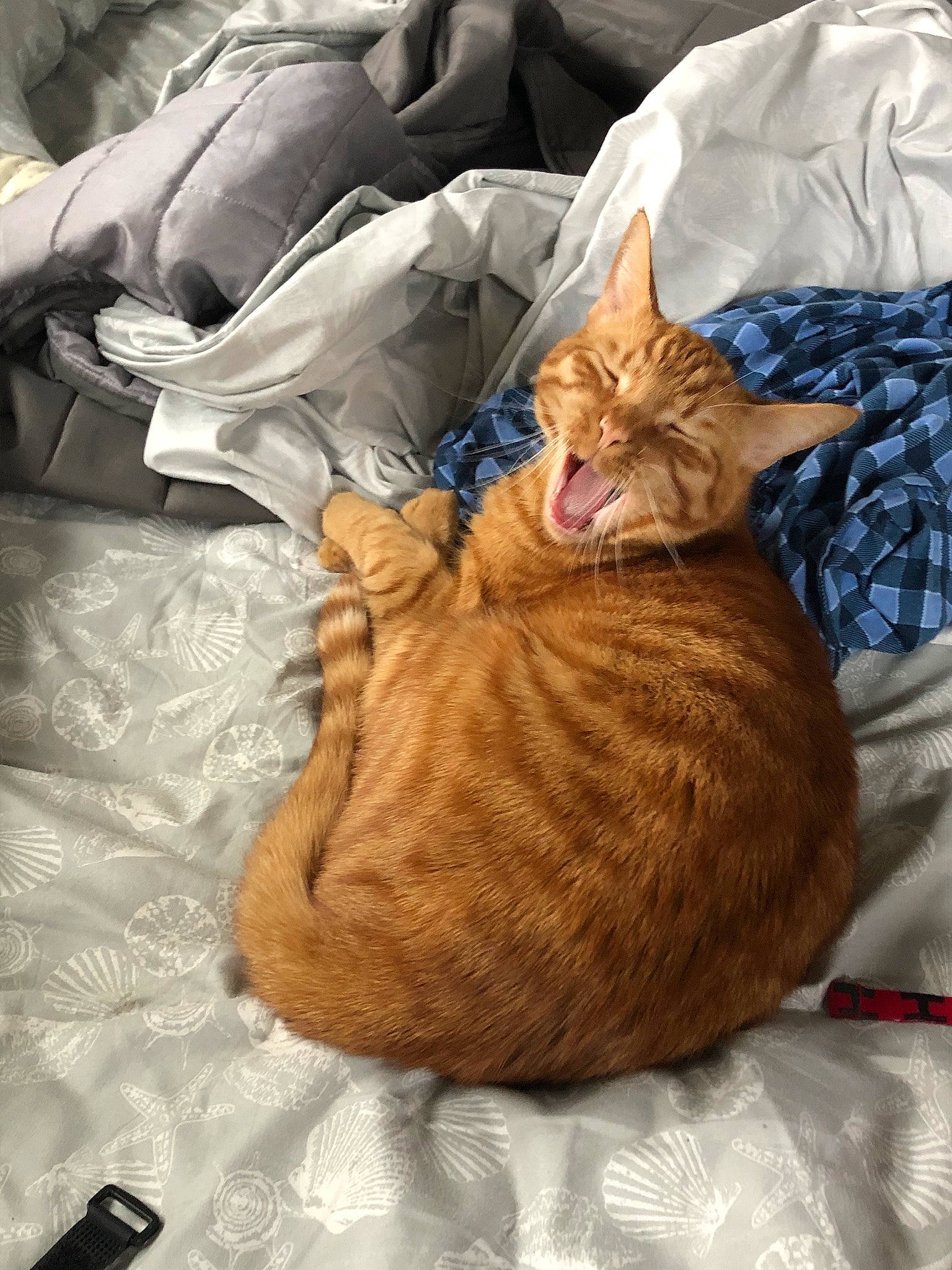 Leo joined the competition — help win amazing prizes! bedding, blanket, brown, carnivore, cat, claw, comfort, domestic_short_haired_cat, fawn, felidae, fur, linens, nap, paw, sleep, small_to_medium_sized_cats, tail, whiskers