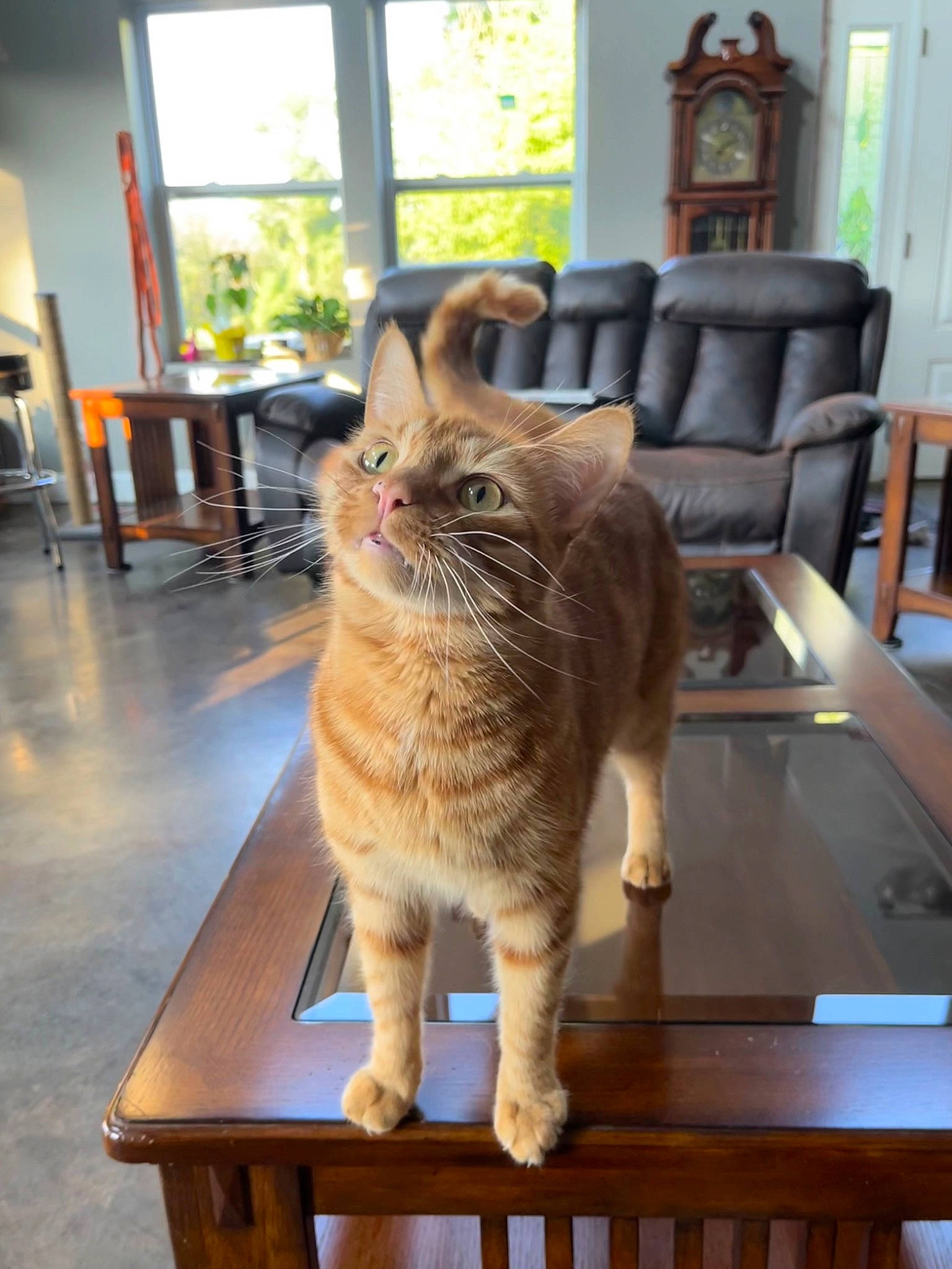 Leo is registered to the contest to win money with this photo: carnivore, cat, chair, clock, desk, fawn, felidae, floor, flooring, furniture, hardwood, interior_design, longcase_clock, plant, small_to_medium_sized_cats, table, tail, whiskers, window, wood