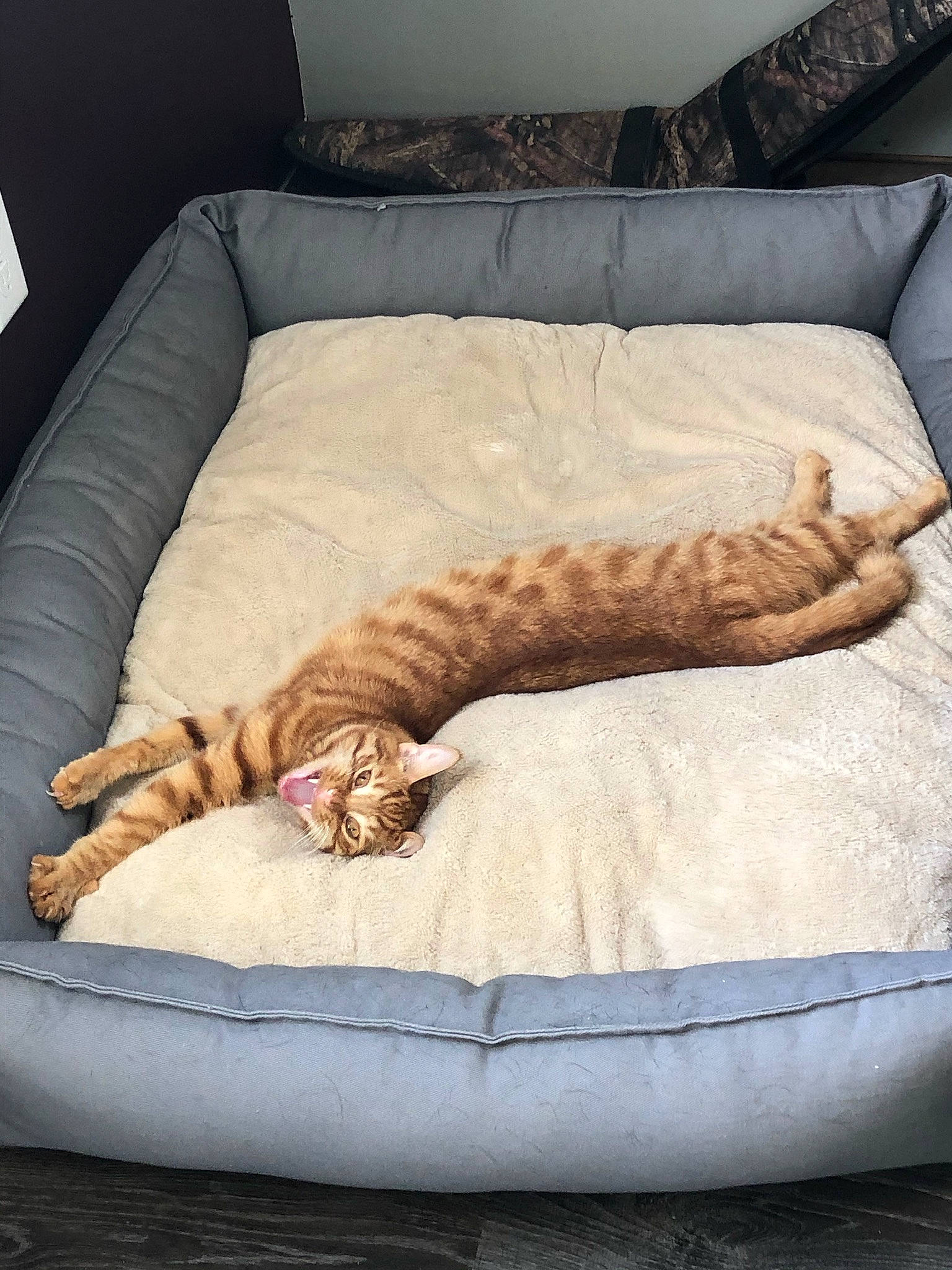 Leo joined the competition — help win amazing prizes! bed, carnivore, cat, cat_bed, comfort, couch, fawn, felidae, flooring, furniture, hardwood, linens, pet_supply, small_to_medium_sized_cats, studio_couch, tail, terrestrial_animal, textile, whiskers, wood