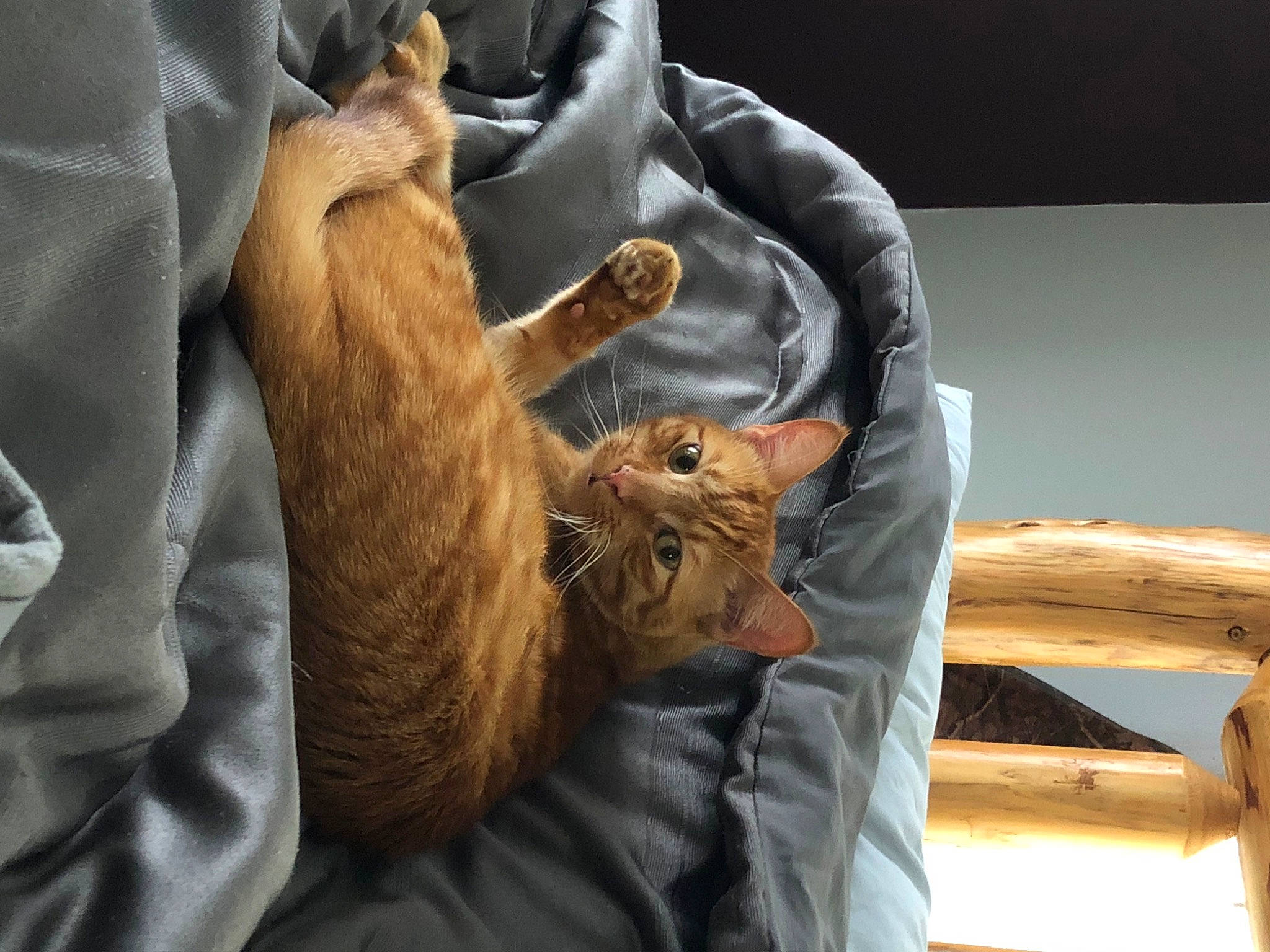 Leo is registered to the contest to win money with this photo: bag, canidae, carnivore, cat, claw, comfort, companion_dog, couch, domestic_short_haired_cat, fawn, felidae, fur, gesture, lap, linens, room, small_to_medium_sized_cats, sporting_group, whiskers, wood