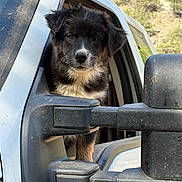 Sammi joined the competition — help win amazing prizes! puppy, dog, truck, side_mirror, window, vehicle, outdoor, nature, trees, sunlight, curious, black_fur, white_fur, close_up, pet, animal, transportation, adventure, looking, portrait