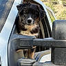 puppy, dog, truck, side_mirror, window, vehicle, outdoor, nature, trees, sunlight, curious, black_fur, white_fur, close_up, pet, animal, transportation, adventure, looking, portrait