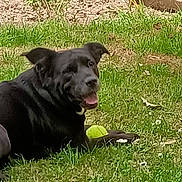 Kaya a rejoint le concours — aidez-le/la à gagner de superbes lots ! dog, black_dog, grass, tennis_ball, outdoor, garden, pet, playful, animal, canine, lawn, summer, sunlight, happy, nature, muzzle, grass_field, relaxing, greenery, daytime