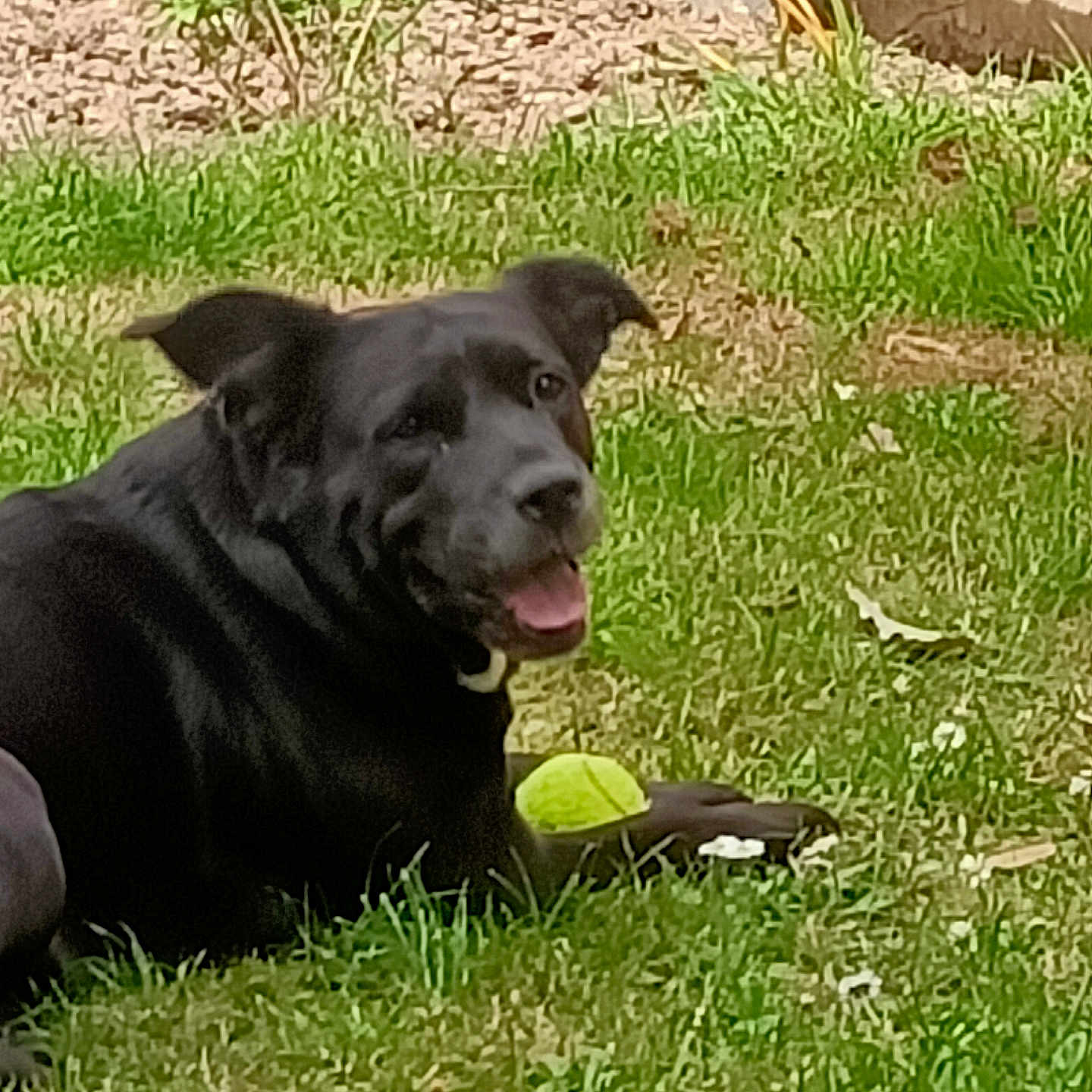 Kaya a rejoint le concours — aidez-le/la à gagner de superbes lots ! dog, black_dog, grass, tennis_ball, outdoor, garden, pet, playful, animal, canine, lawn, summer, sunlight, happy, nature, muzzle, grass_field, relaxing, greenery, daytime