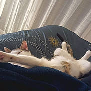 Cookie participe au concours pour gagner de l'argent avec cette photo : animal, bed, blanket, cat, cozy, curtains, feline, fur, home, indoor, lounging, paws, pet, relaxed, resting, sleepy, soft_light, tail, whiskers, window