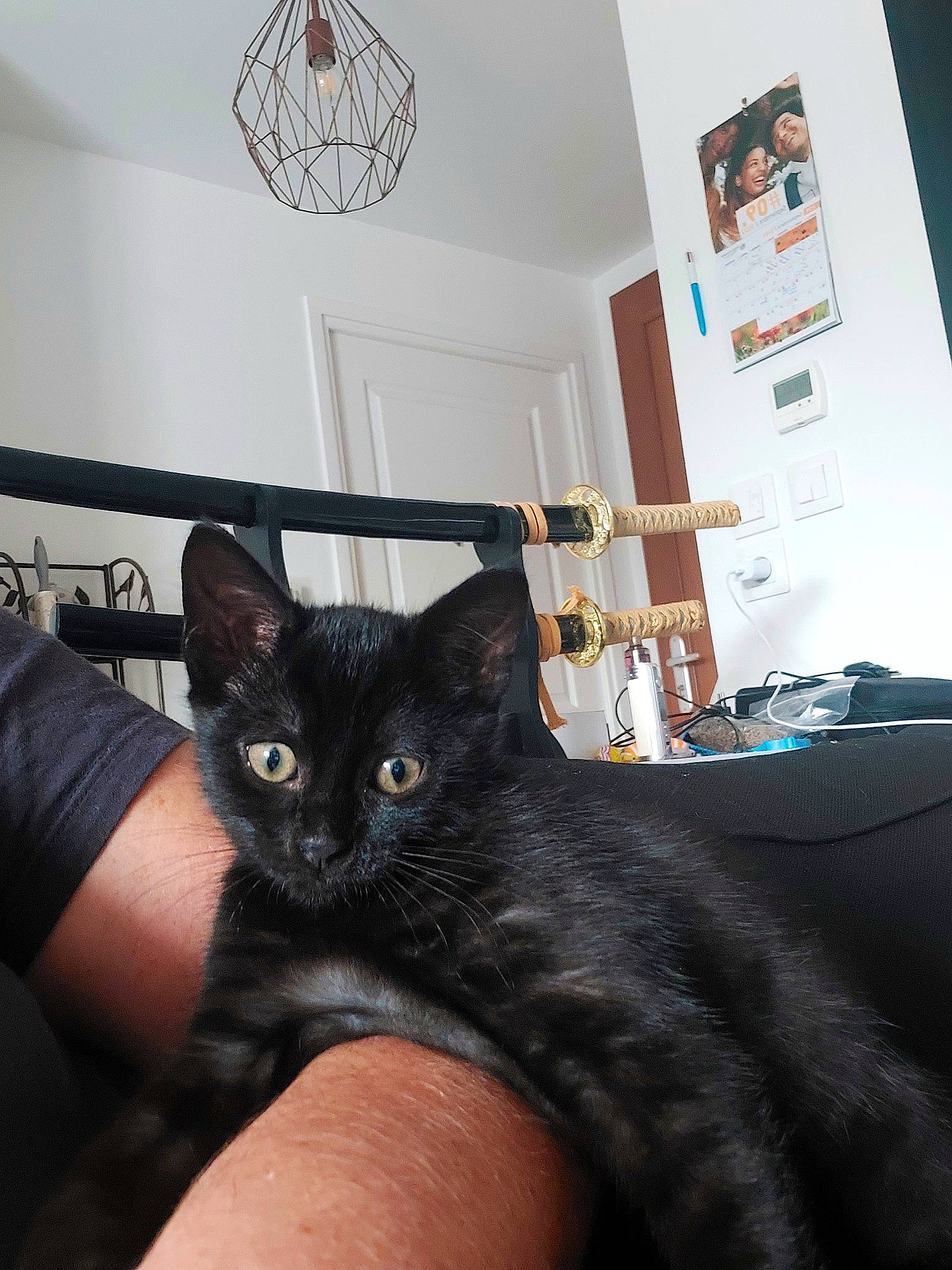 Hinata a rejoint le concours — aidez-le/la à gagner de superbes lots ! bed, black_cat, carnivore, cat, comfort, couch, domestic_short_haired_cat, felidae, fur, gesture, hardwood, light_fixture, nail, picture_frame, room, sitting, small_to_medium_sized_cats, tail, tree, whiskers