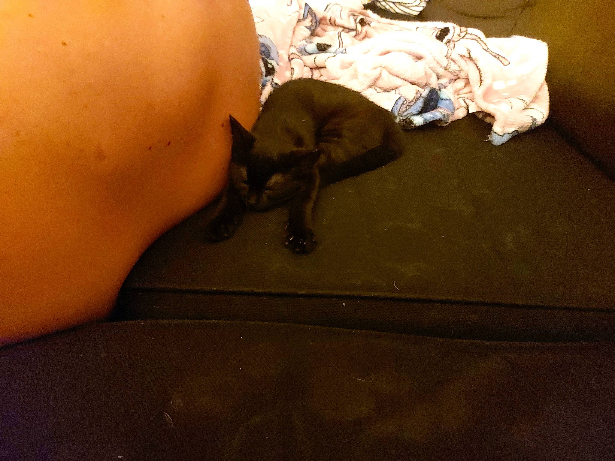 Hinata a rejoint le concours — aidez-le/la à gagner de superbes lots ! carnivore, cat, comfort, dog_breed, domestic_short_haired_cat, fawn, felidae, flooring, foot, fur, hardwood, human_leg, knee, paw, small_to_medium_sized_cats, sporting_group, tail, thigh, whiskers, wood