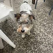 Sissy participe au concours pour gagner de l'argent avec cette photo : animal, backyard, casual, concrete_floor, curious, daylight, dog, ears, four_legs, fur, looking_up, metal_chair, outdoor, pet, plastic_chair, scruffy, small_dog, standing, tail, texture