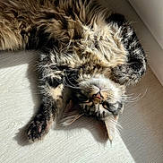Tsume participe au concours pour gagner de l'argent avec cette photo : cat, tabby, fluffy, sleeping, sunlight, floor, relaxed, pet, animal, whiskers, fur, indoor, cozy, paw, cute, mammal, resting, domestic, peaceful, sunbeam