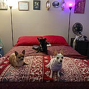 Sparky And Bella joined the competition — help win amazing prizes! bed, bedspread, brown, cozy, dog, fan, furniture, home, indoor, lamp, patterned, pet, pillow, red, resting, shelf, small_dog, sweater, wall_art, white