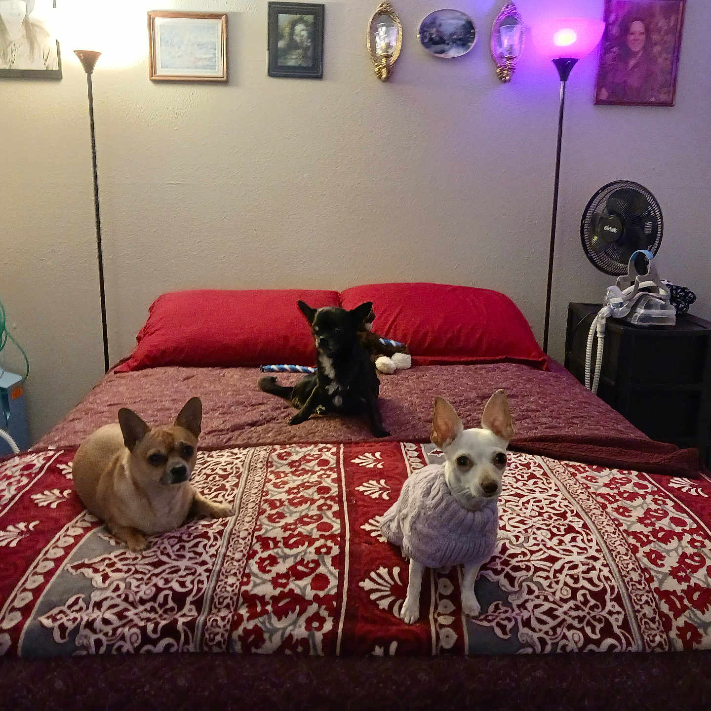 Sparky And Bella joined the competition — help win amazing prizes! bed, bedspread, brown, cozy, dog, fan, furniture, home, indoor, lamp, patterned, pet, pillow, red, resting, shelf, small_dog, sweater, wall_art, white