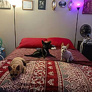 Wendy Neiswonger joined the competition — help win amazing prizes! dog, bed, blanket, lamp, room, furniture, pillow, fan, wall, picture_frame, sweater, indoor, small_dog, pattern, floor_lamp, decor, resting, pet, cozy, sleeping_area