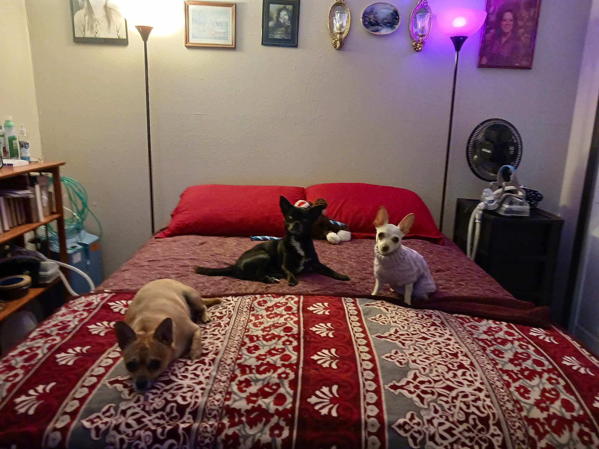 Wendy Neiswonger joined the competition — help win amazing prizes! dog, bed, blanket, lamp, room, furniture, pillow, fan, wall, picture_frame, sweater, indoor, small_dog, pattern, floor_lamp, decor, resting, pet, cozy, sleeping_area