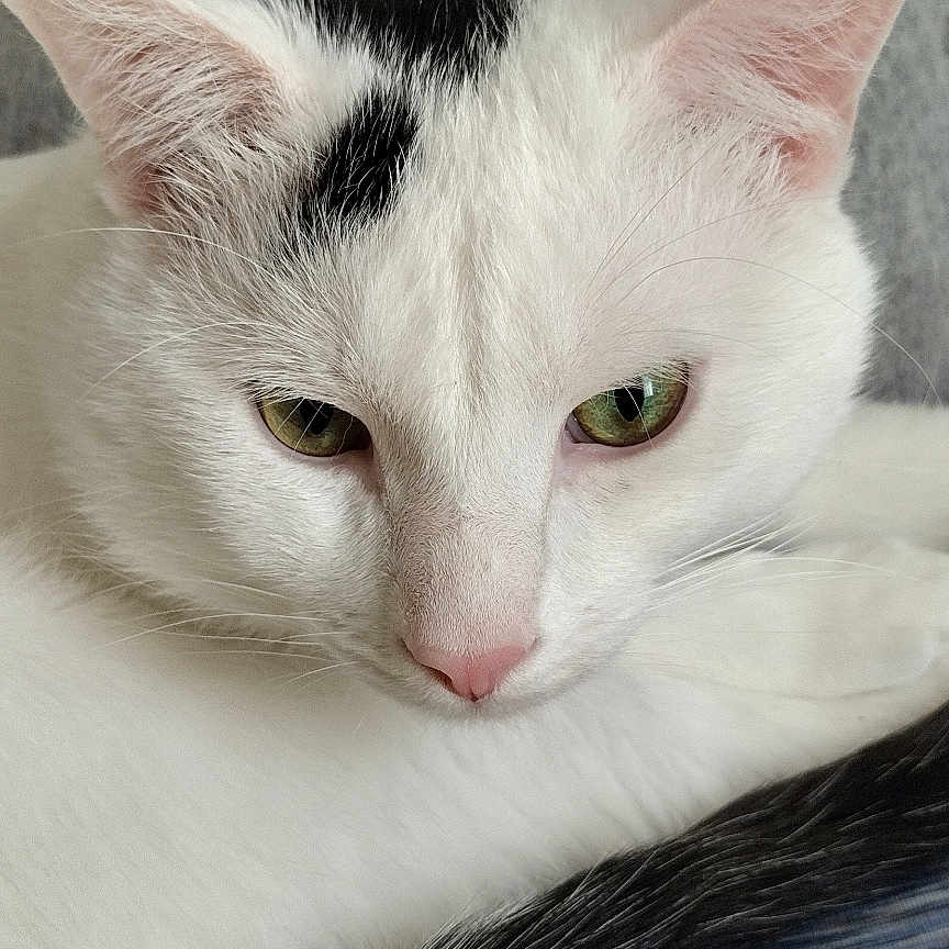 Oreo joined the competition — help win amazing prizes! animal, black_patch, cat, closeup, companion, cozy, cute, domestic_cat, fur, green_eyes, indoor, pet, pink_nose, relaxed, resting, sleepy, soft_fur, tail, whiskers, white_cat