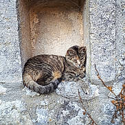 Moumou a rejoint le concours — aidez-le/la à gagner de superbes lots ! asian, carnivore, cat, domestic_short_haired_cat, dragon_li, european_shorthair, felidae, small_to_medium_sized_cats, snout, tabby_cat, whiskers, wild_cat