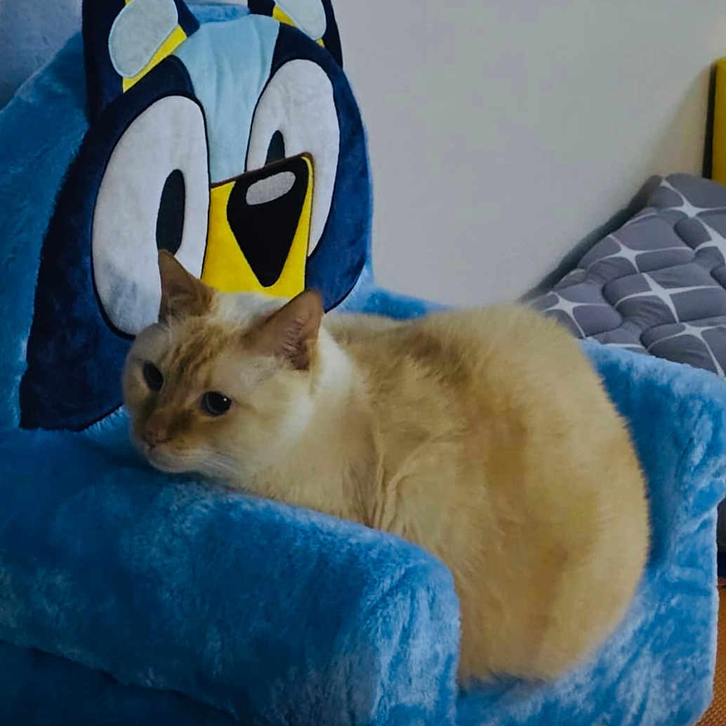 Storm joined the competition — help win amazing prizes! animal, bird, canine, cat, chair, couch, cushion, egyptiancat, furniture, head, homedecor, kitten, manx, penguin, person, pet, plush, siamese, sleeping, toy
